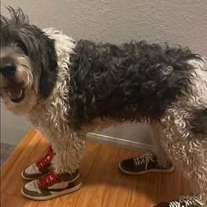 Meet your Posher, Guillermo